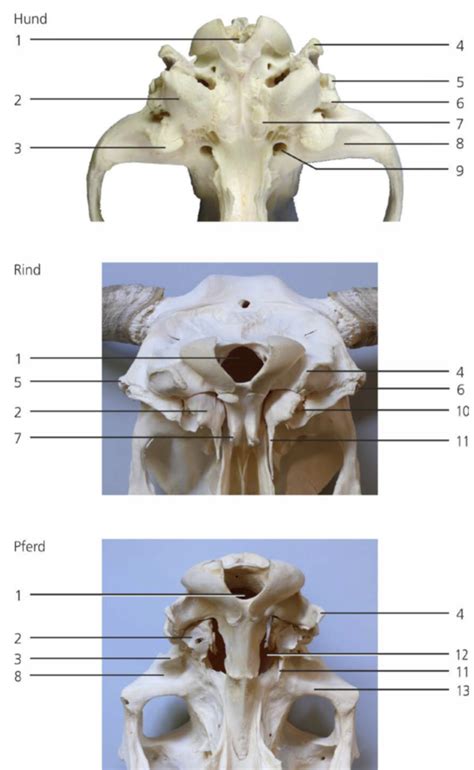 Sch Del Von Ventral Iii Diagram Quizlet