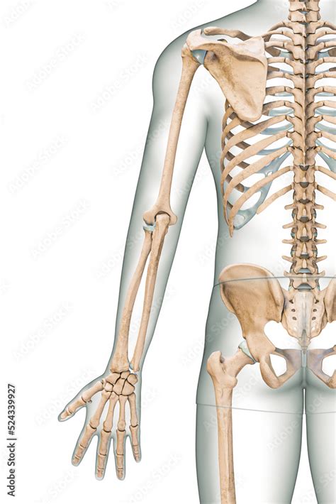 Accurate Posterior Or Rear View Of The Arm Or Upper Limb Bones Of The