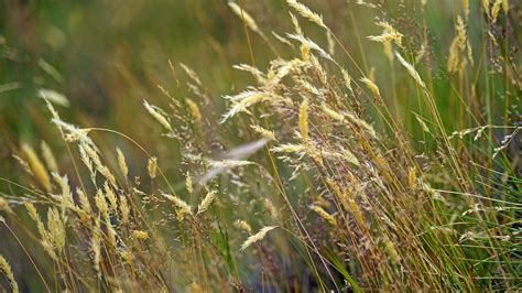 Meadow Grass Grasses Free Photo On Pixabay Pixabay