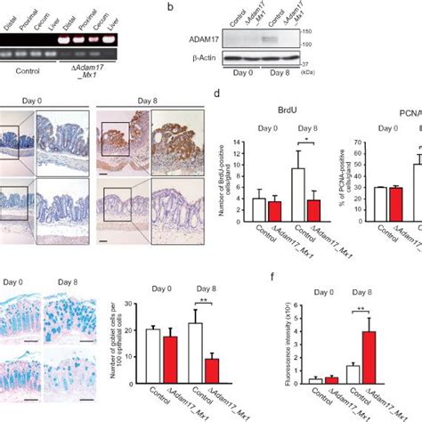 Ectopic Egfr Stimulation Reduces Severe Colitis In Download Scientific Diagram