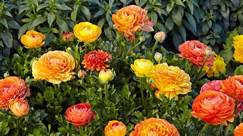 How To Grow Ranunculus Garden Gate