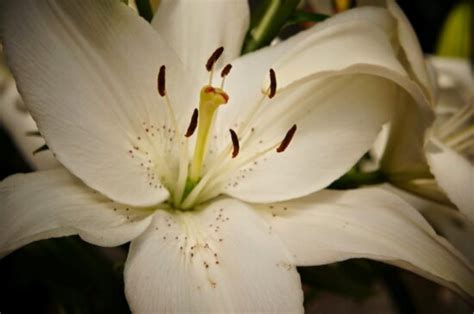 Free Picture Nature Pistil Pollen Detail Garden Lily Plant Flower