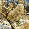 Salix French Pussy Willow Goat Willow Kilmarnock Willow Weeping