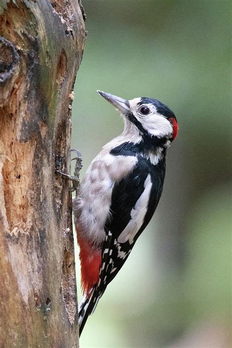 Greater Spotted Woodpecker Photograph by Derek Corner - Fine Art America