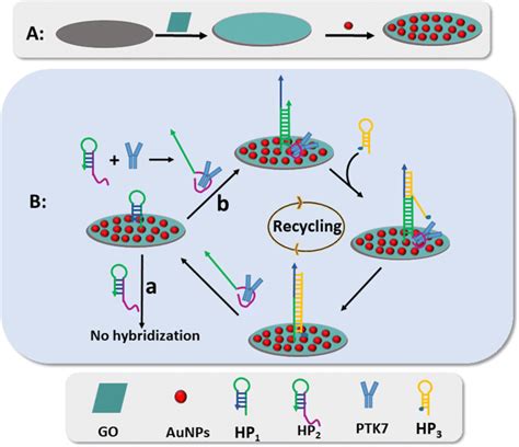 Schematic Illustration Of The Electrochemical Biosensor For Ptk7