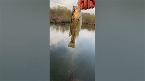 Fishing The Wacky Rig For Largemouth Bass Youtube