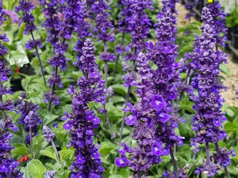 Salvia Hybrida Mystic Spires Blue Wholesale Nursery Nurseries In