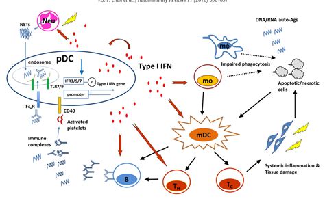 Figure From Distinct Roles Of Myeloid And Plasmacytoid Dendritic