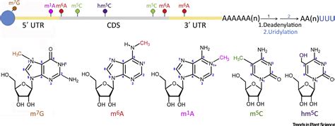 Messenger RNA Modifications in Plants: Trends in Plant Science 