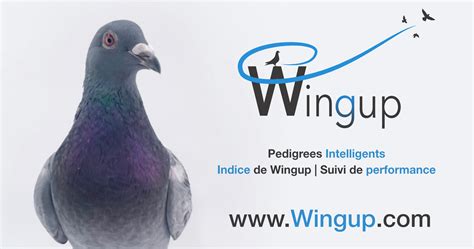 Wingup Logiciel Pedigree Pigeon Voyageur