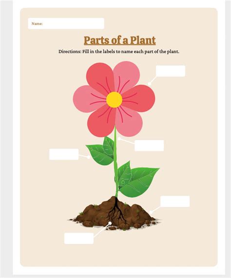 Parts of a Plant Worksheet Parts of the Plant Labeling Activity Summer School Resources Home ...