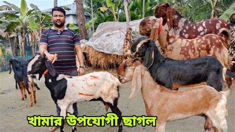 আওয়াল ভাইয়ের নিউ কালেকশন। কমদামে ভালো মানের তোতাপুরীহরিয়ানাবিটল