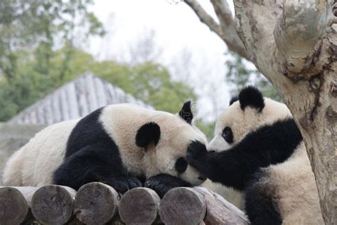 Mother Panda And Her Cub In Shanghai, China Stock Image - Image of ...