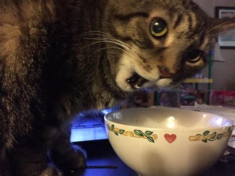 17 Pets Who Would Like Some Of Your Cereal, Please | Cuteness