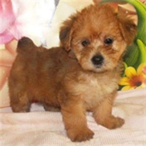 Awwwww adorable! - Yorkie-Poo Puppies! Icon (24813722) - Fanpop