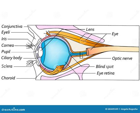 Anatomie Van Het Oog Gedetailleerde Illustratie Stock Illustratie