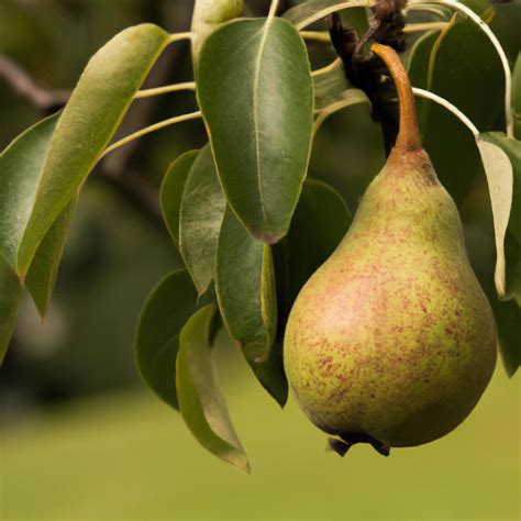 El Rbol De Pera Produce Deliciosas Frutas Jugosas Y Se Utiliza En La