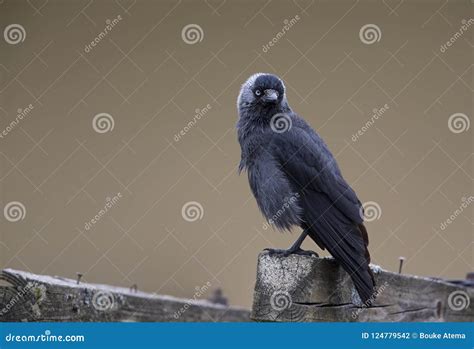 The Nordic Jackdaw Coloeus Monedula Monedula Perched On A Old Wooden