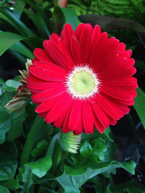 Pin By Wilma Rojas On Gerberas Bellas Beautiful Flowers Garden