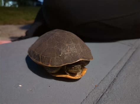 Likely turtle found in Central Florida. Anyone know what species this ...