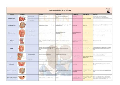 Tablas de Músculos de la Mímica KUNNIAFISIOSTUDY uDocz