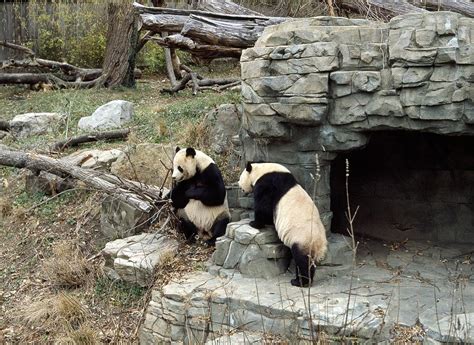 Giant Pandas In Captivity Photograph by Science Photo Library