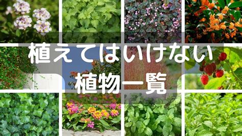 植えてはいけない植物一覧！ランキングでまとめました みゆ庭 ในปี 2024