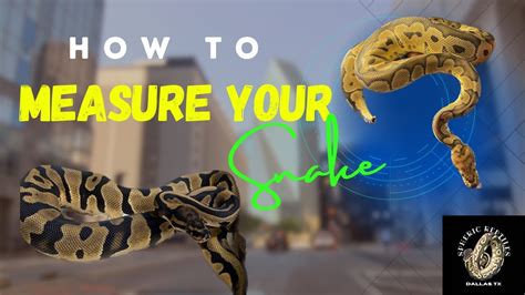 How To Measure Your Snake Youtube