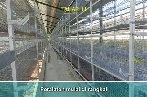 Kandang Ayam Doc I Kandang Doc Ayam Petelur Kandang Pullet Ayam