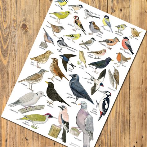 British Garden Birds Identification A3 Card Poster Art Print