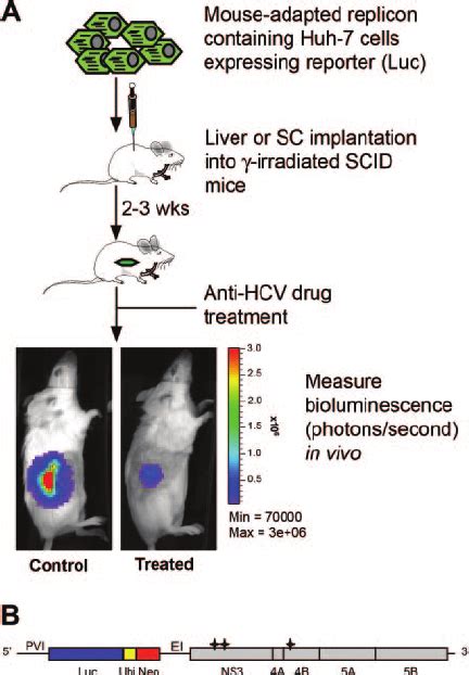 A Schematic Of The Hcv Replication Animal Model Mouse Adapted