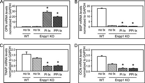 Inorganic Phosphate And Pyrophosphate Do Not Increase Osteoblastic Gene