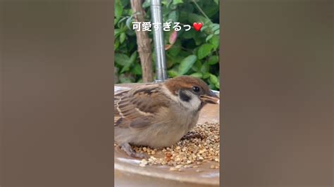 可愛すぎるすずめのヒナsparrow 참새 スズメ Birdfeeder すずめヒナ Youtube