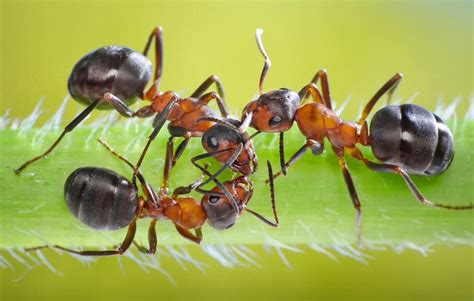 Simbolismo y significado de las hormigas tótem espíritu y presagios