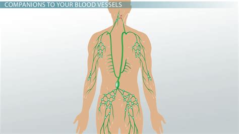 Lymphatic Vessels Definition Function And Location Lesson