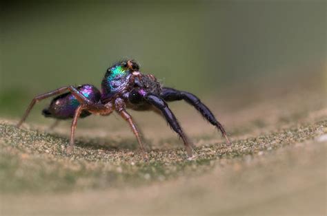 Rainbow Jumping Spider Side View By Kisarisary On Deviantart