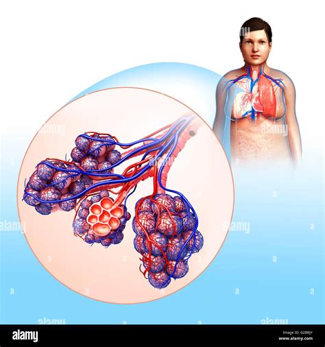 Human Alveoli Illustration Stock Photo Alamy