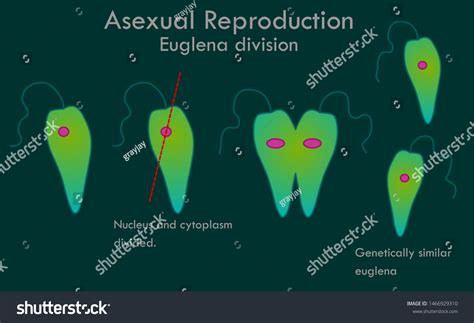 Amoeba Paramecium Dividing Images Stock Photos Vectors Shutterstock