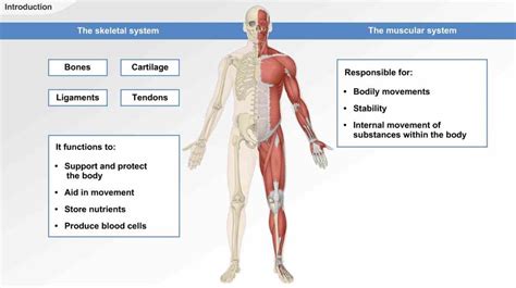 Musculoskeletal System Anatomy