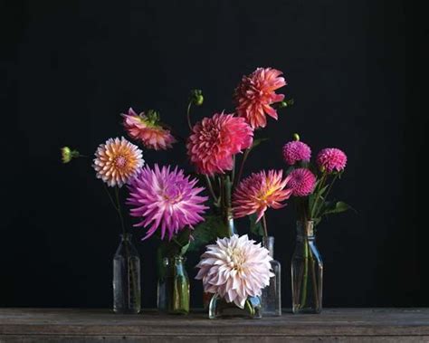 Dahlia Arrangement | Recipe | Flower arrangements, Beautiful flowers ...