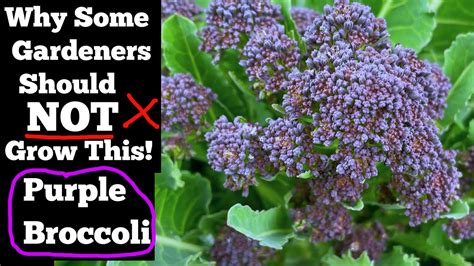 How To Grow Broccoli Delicious PURPLE Sprouting Broccoli As Garden