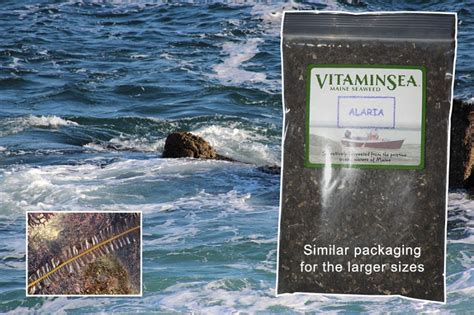 Alaria Wild North Atlantic Wakame Flakes Edible Atlantic Sea Vegetables Hand Harvested From Off