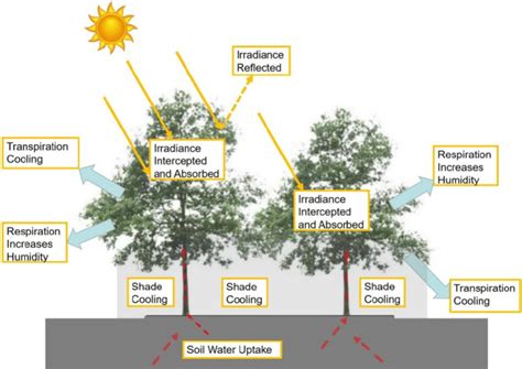 Why Is Transpiration Important For Plants Cbse Class Notes Online