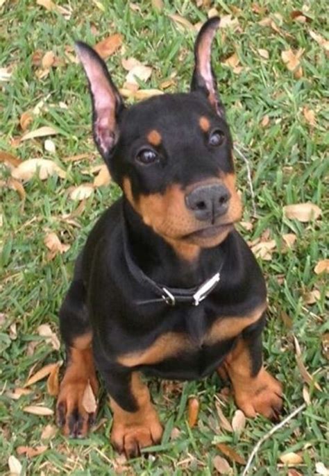 16 Best Doberman Ear Cropping Images On Pinterest Dobermans Doberman