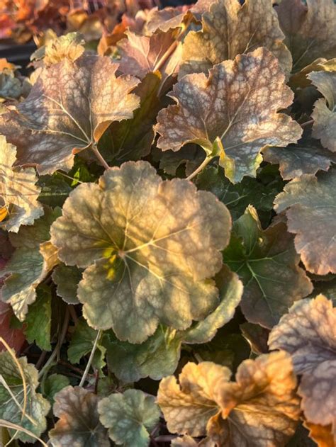 heuchera americana american alumroot prairie moon nursery