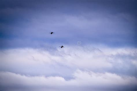 Sandhill Cranes Fly Across A Cloudy Stormy Sky Stock Photo Image Of