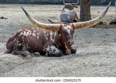 1,472 Watusi Horns Images, Stock Photos & Vectors | Shutterstock