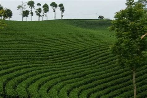 Nikmati Keindahan Wisata Alam Kebun Teh Cikuya Lebak Yuk Liburan