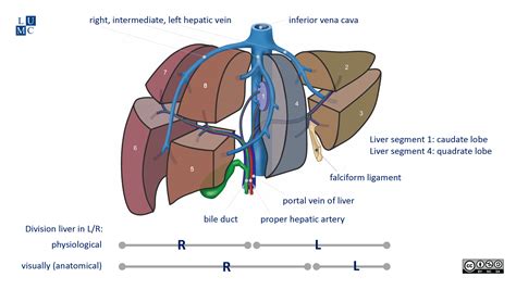 Mastering Liver Anatomy Before The Ultrasound