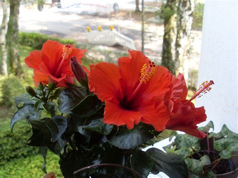 Banco De Imagens Plantar Flor Vermelho Flora Flores Arbusto